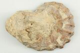 Cut/Polished Calycoceras Ammonite (Half) - Texas #198206-1
